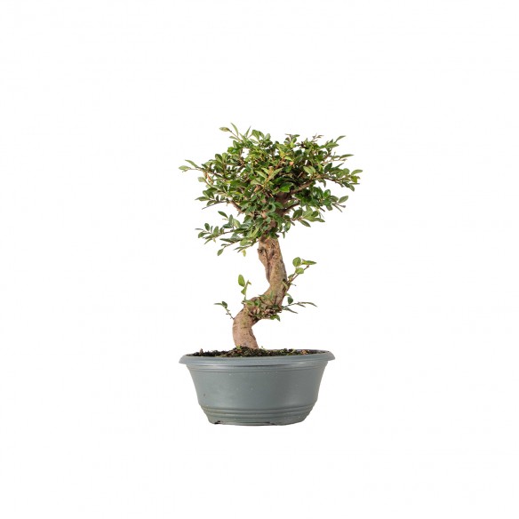 Ulmus parvifolia - B6346