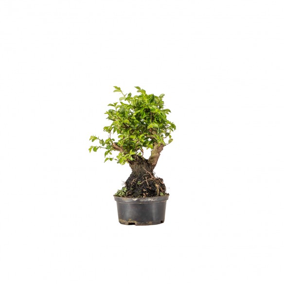 Zelkova nire - B6347