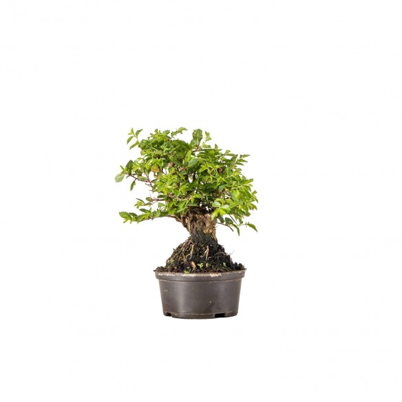 Zelkova nire - B6348
