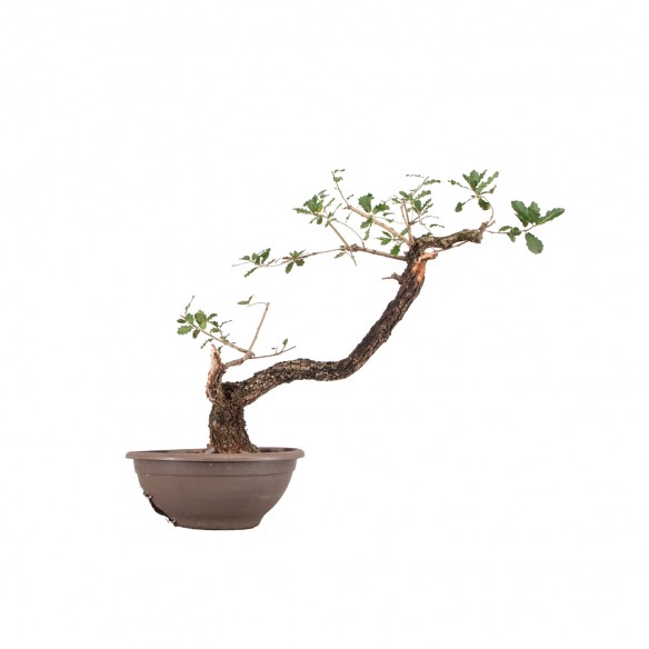 Quercus faginea - B6371