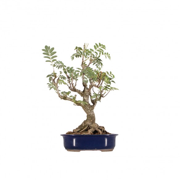 Fraxinus spp. - B6372