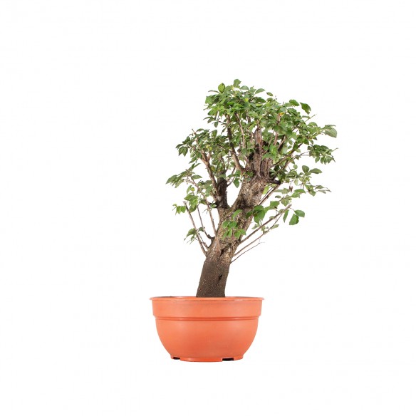 Prunus cerasifera - B6374