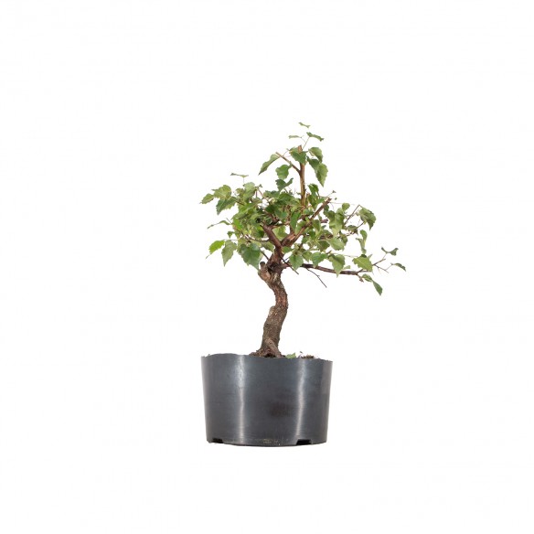 Betula spp. - B6375