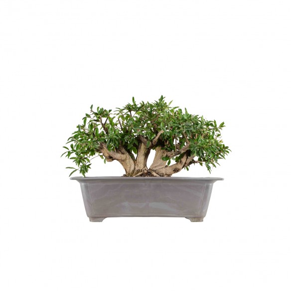 Punica granatum nejikan -...