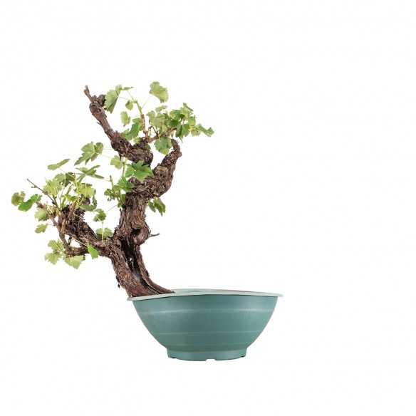 Vitis vinifera - B6377