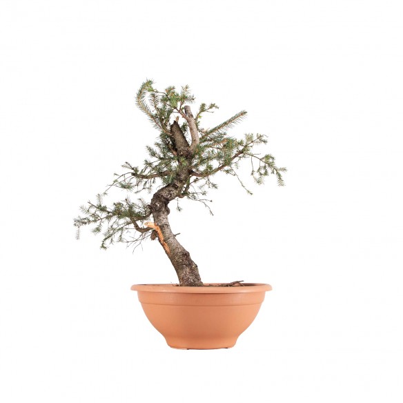 Picea abies - B6378