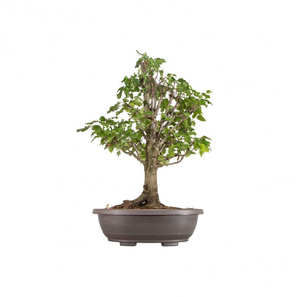 Carpinus betulus - B6379