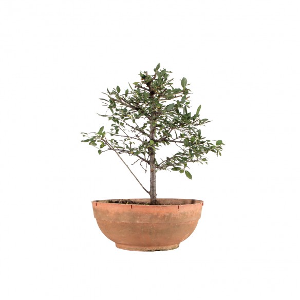 Prunus spinosa - B6380