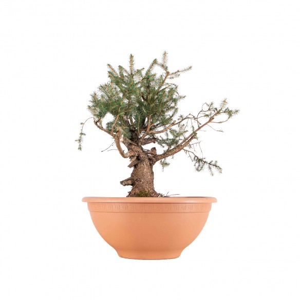Picea abies - B6381