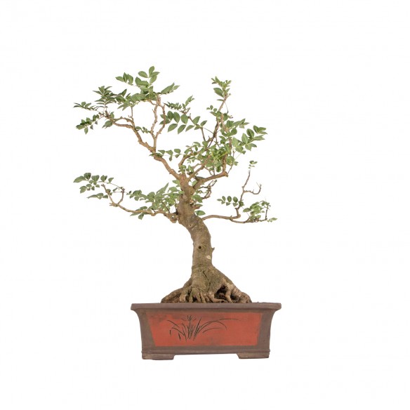 Fraxinus spp. - B6382