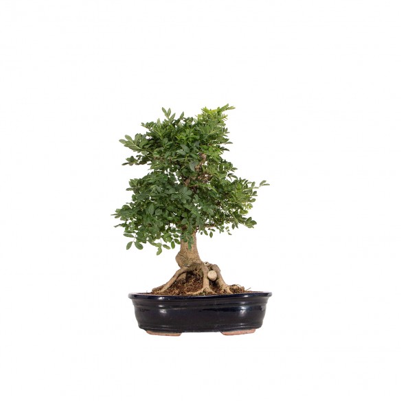 Fraxinus spp. - B6383