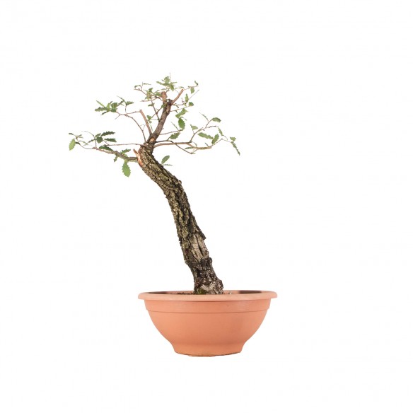 Quercus faginea - B6384