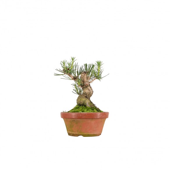 Pinus thunbergii - B6385
