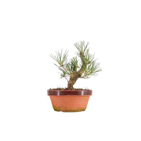 Pinus thunbergii - B6386