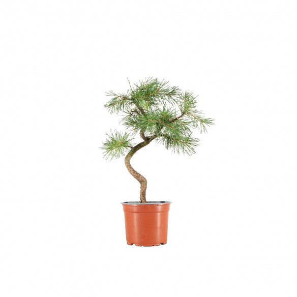 Pinus sylvestris - B6387