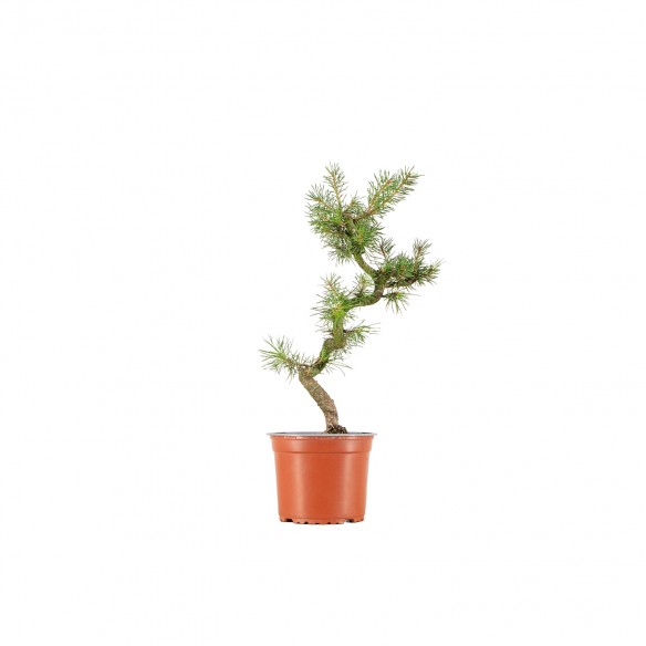 Pinus sylvestris - B6388
