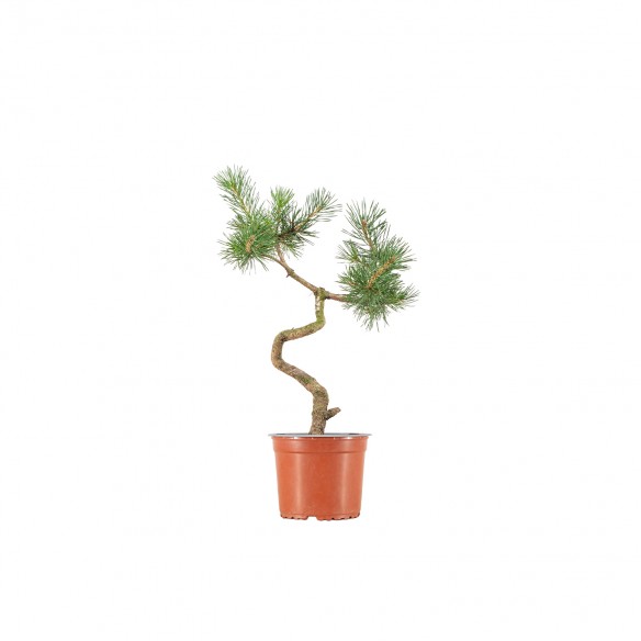 Pinus sylvestris - B6389