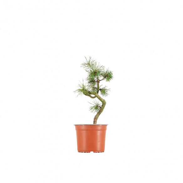 Pinus sylvestris - B6390
