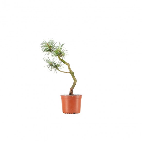 Pinus sylvestris - B6391