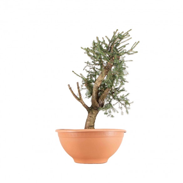 Picea abies - B6392