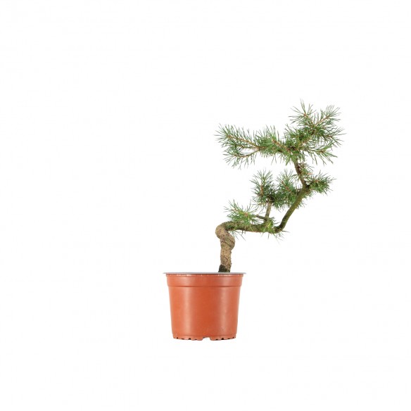 Pinus sylvestris - B6393