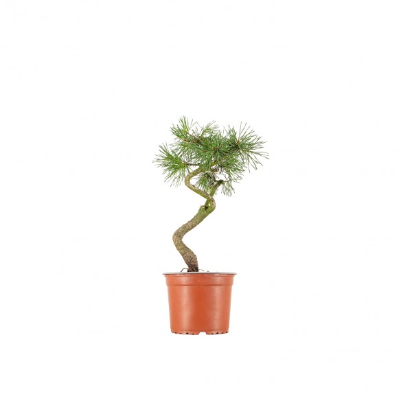 Pinus sylvestris - B6394