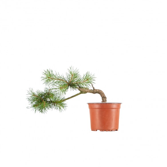 Pinus sylvestris - B6395