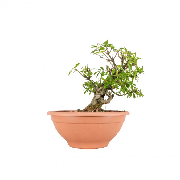 Punica granatum nejikan -...