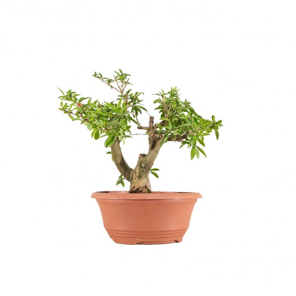 Punica granatum nejikan -...