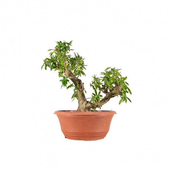 Punica granatum nejikan -...