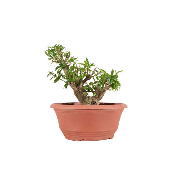 Punica granatum nejikan -...