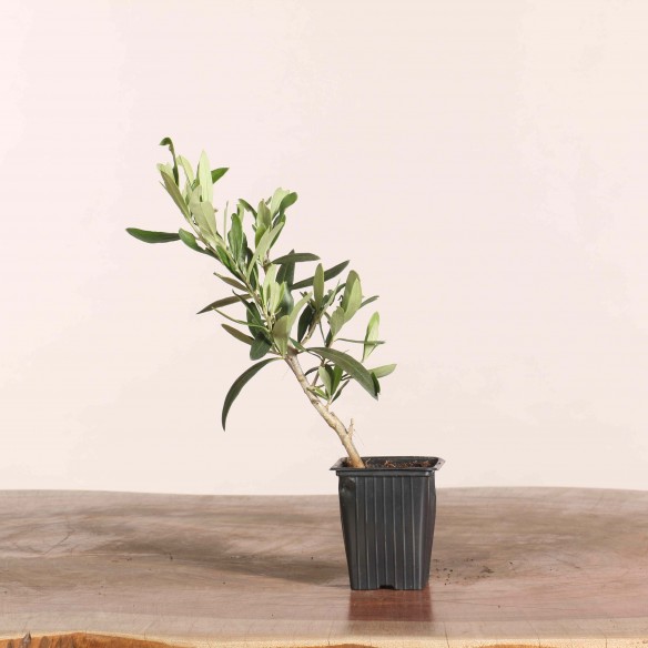 Olea europea - Oliveira