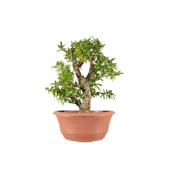 Punica granatum nejikan -...