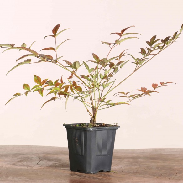 Nandina Domestica