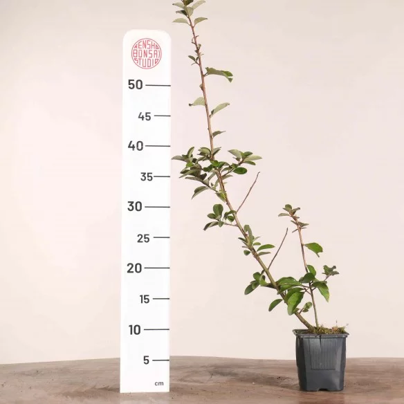 Elaeagnus multiflora