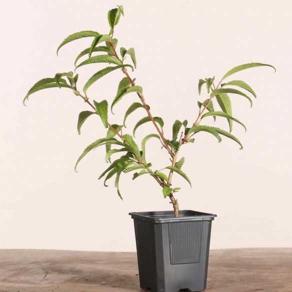 Prunus incisa 'mikinori'