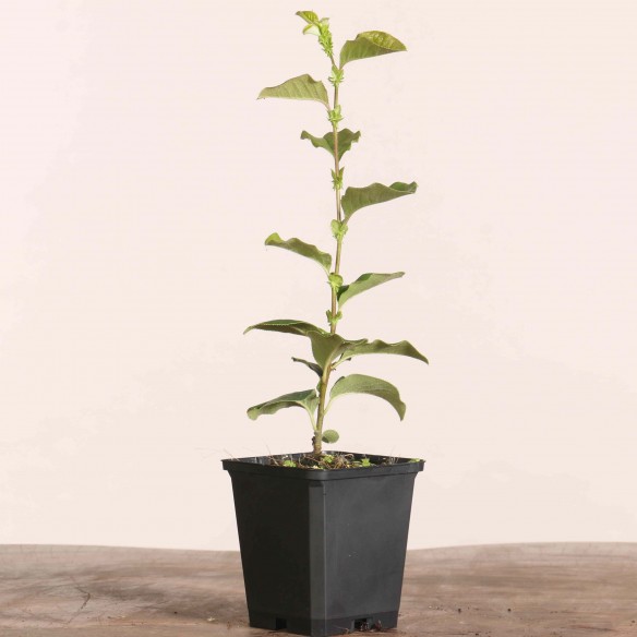 Pseudocydonia sinensis
