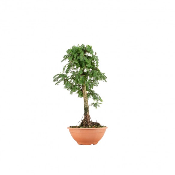 Metasequoia - B6404