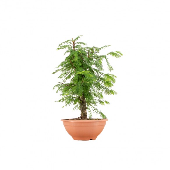 Metasequoia - B6405