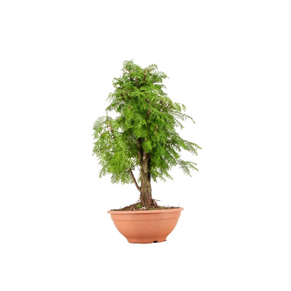 Metasequoia - B6407