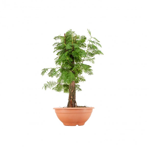 Metasequoia - B6408