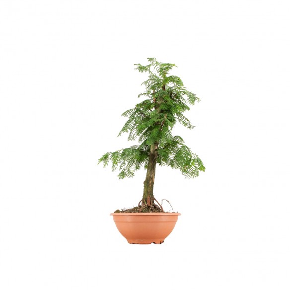 Metasequoia - B6409