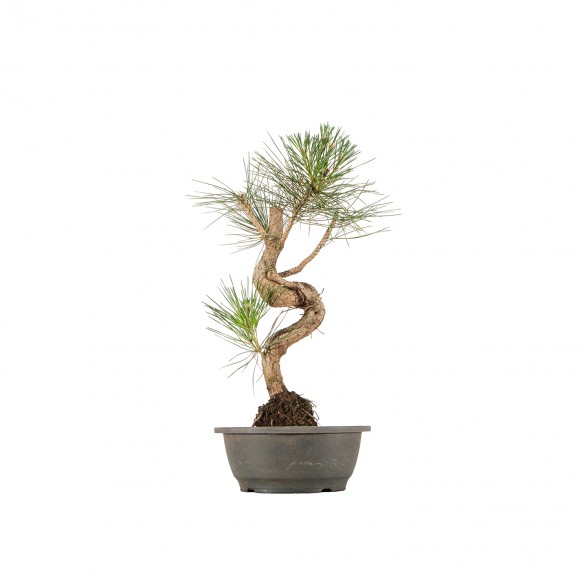 Pinus thunbergii - B6411