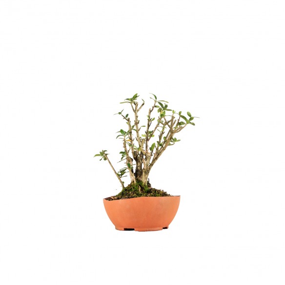 Olea europea sylvestris -...