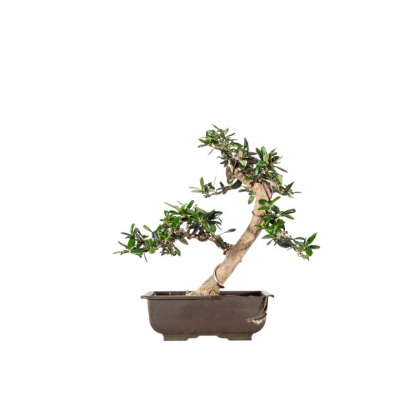 Olea europea sylvestris -...