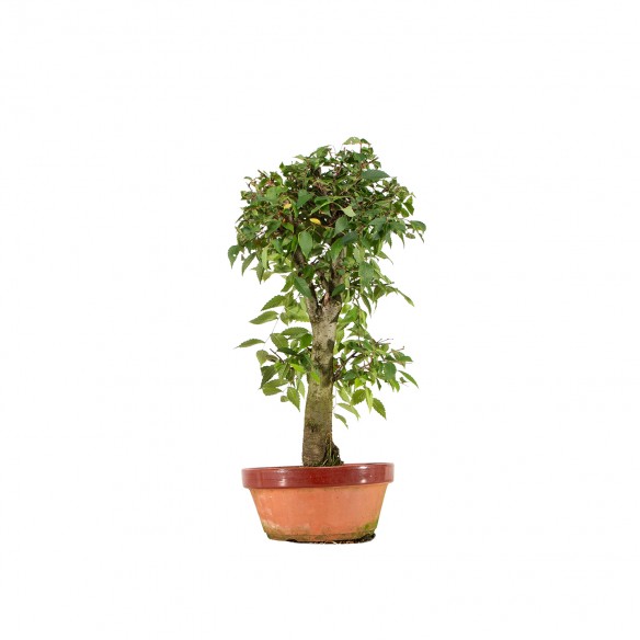 Zelkova serrata - B6414