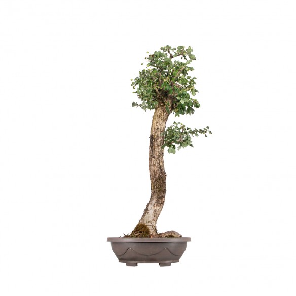 Crataegus monogyna - B6415