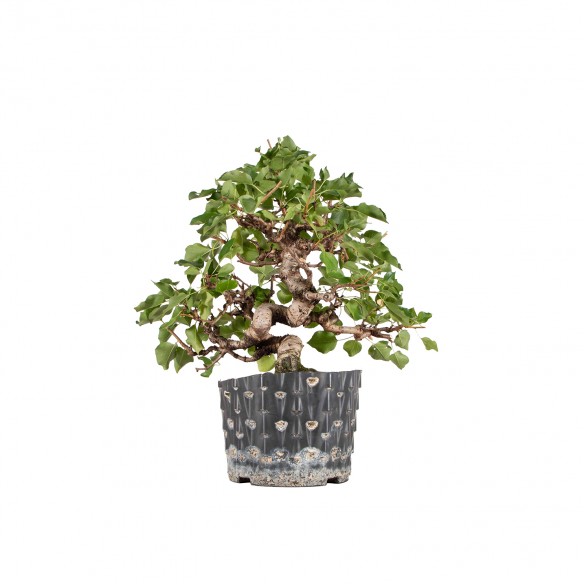 Prunus mahaleb - B6417