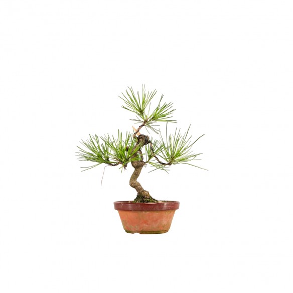 Pinus densiflora - B6418
