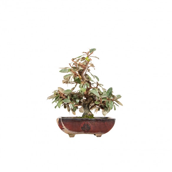 Elaeagnus pungens - B6419